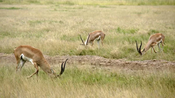 Gazelle Dzikiego Życia Sawanny Kenii — Zdjęcie stockowe