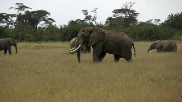 Elefantes Salvajes Parque Nacional Kenia — Foto de Stock