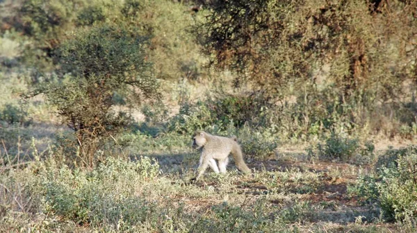 Szavanna Kenyai Nemzeti Park Vadon Élő Pávián — Stock Fotó