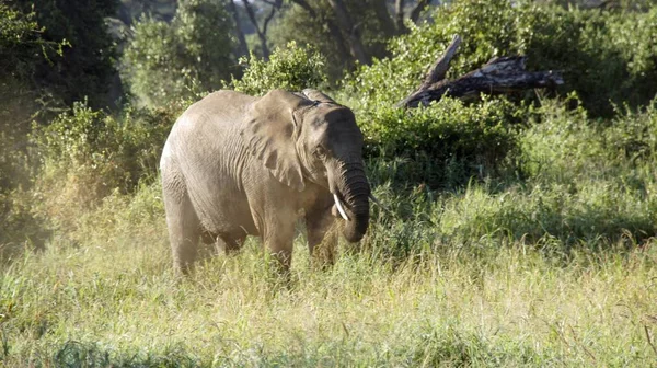 Kenya Ulusal park vahşi yaşam filler