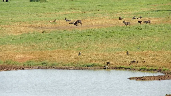 Kenya Safari Parkında Yaban Hayatı — Stok fotoğraf