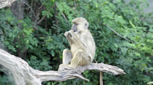 Babuíno Vivo Selvagem Savana Parque Nacional Quênia — Fotografia de Stock