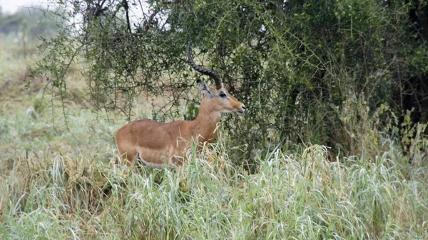 Gazzella Selvatica Vivente Nella Savana Kenya — Foto Stock