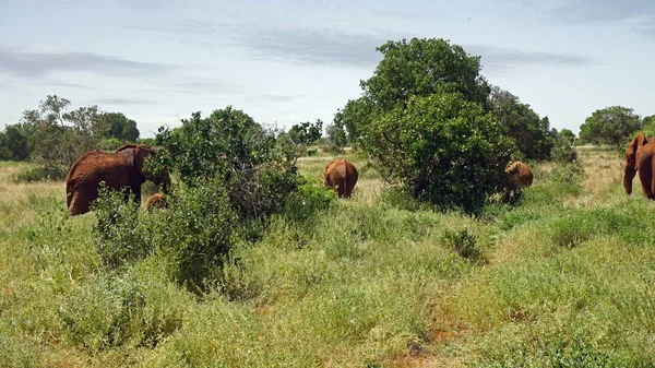 Wilde Lebende Elefanten Einem Kenianischen Nationalpark — Stockfoto