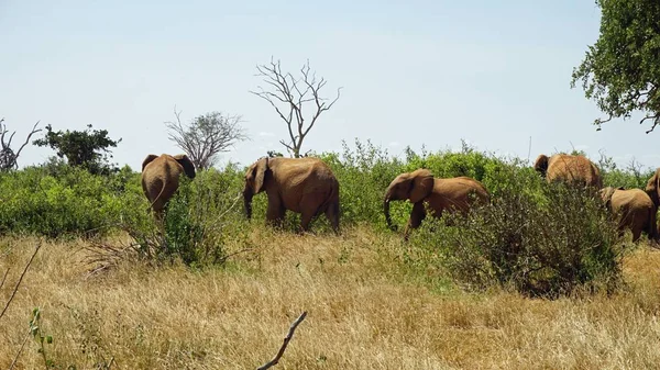 Kenya Ulusal park vahşi yaşam filler