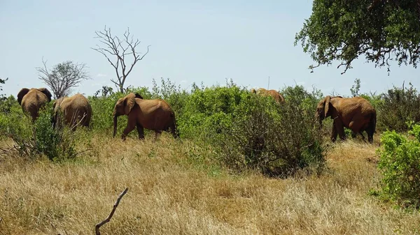 Wilde Lebende Elefanten Einem Kenianischen Nationalpark — Stockfoto