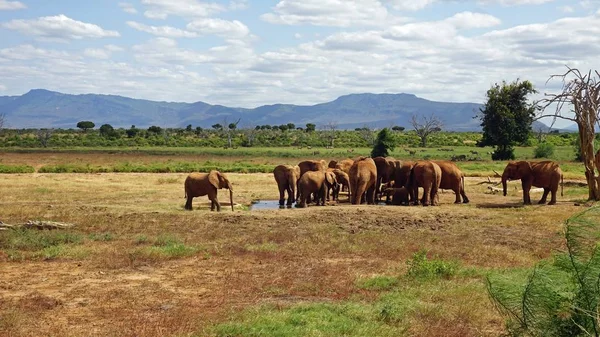 Kenya Ulusal park vahşi yaşam filler
