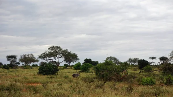 Waterbuck Vivo Selvagem Savana Parque Nacional Kenya — Fotografia de Stock