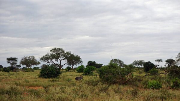 Wild living waterbuck in the savanna of national park in kenya