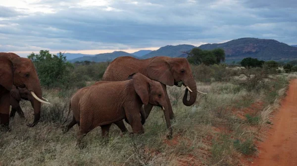 Wilde Lebende Elefanten Einem Kenianischen Nationalpark — Stockfoto