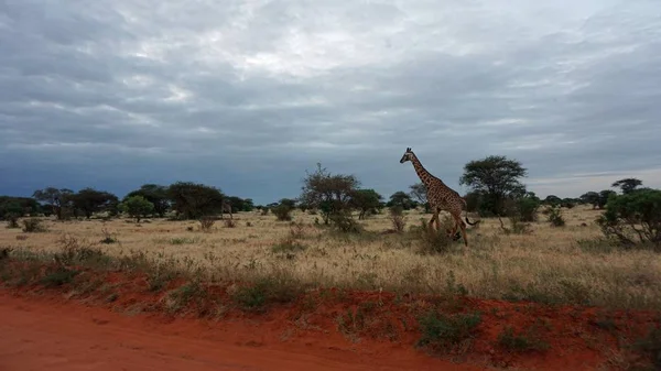 Vadon Élő Zsiráf Egy Nemzeti Park Keya — Stock Fotó