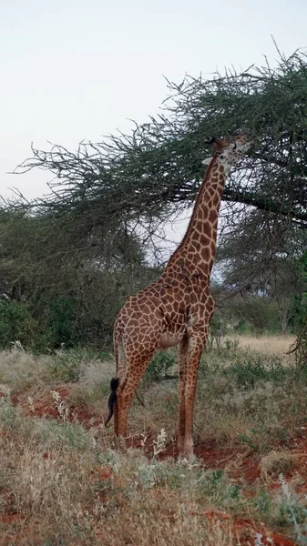 Wilde Lebende Giraffe Einem Nationalpark Keya — Stockfoto