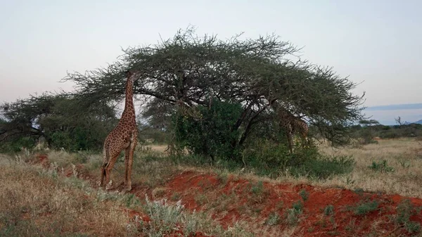 Girafe Vivante Sauvage Dans Parc National Keya — Photo