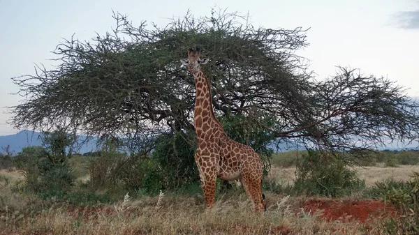 vahşi yaşam zürafa keya milli parkında