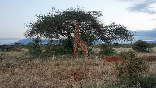 Girafe Vivante Sauvage Dans Parc National Keya — Photo