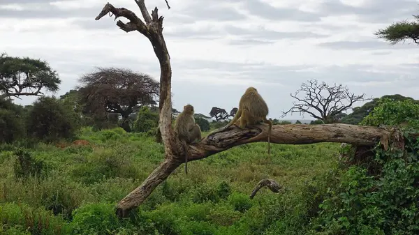 Kenya Ulusal Parkı savana vahşi yaşam maymun