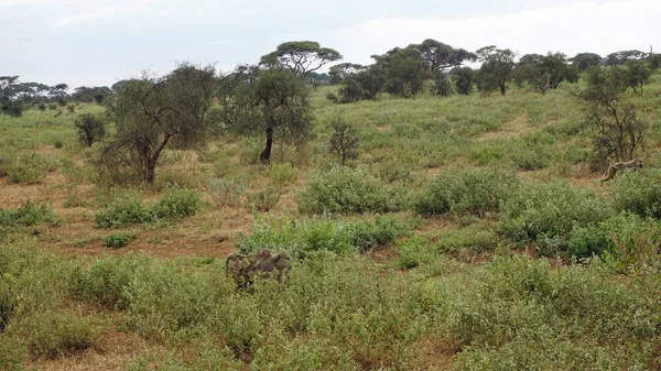 Kenya Ulusal Parkı savana vahşi yaşam maymun