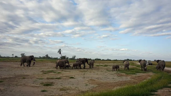 Kenya Ulusal Park Vahşi Yaşam Filler — Stok fotoğraf