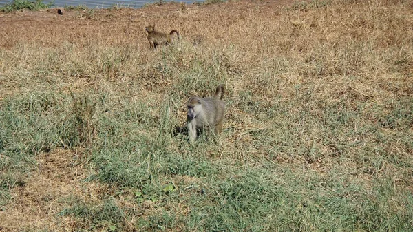 ケニアの国立公園のサバンナで野生生活ヒヒ — ストック写真