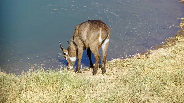 Antilope Vivente Selvatica Nella Riserva Naturale Keniana — Foto Stock