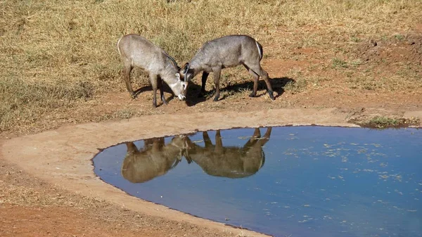 Antilope Sauvage Vivante Dans Réserve Naturelle Kenyane — Photo