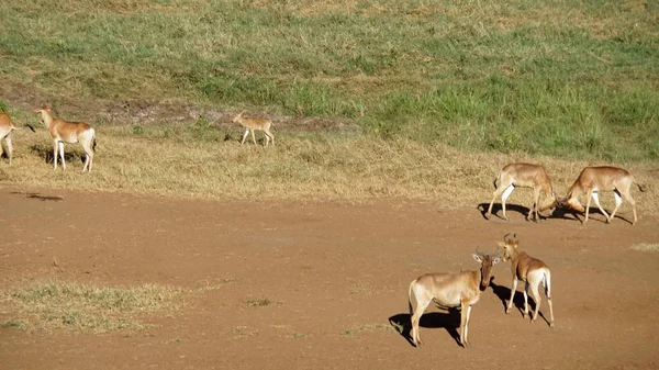 kenya safari parkında yaban hayatı