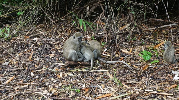 Singe Vivant Sauvage Dans Savane Parc National Kenyan — Photo