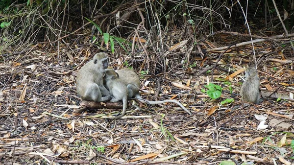 Wild Levende Aap Savanne Van Keniaanse Nationaal Park — Stockfoto