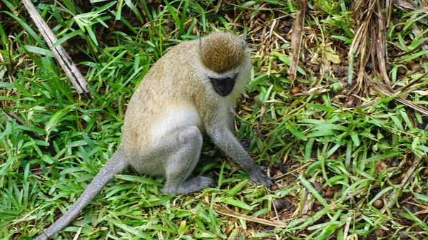 Scimmia Selvatica Vivente Nella Savana Del Parco Nazionale Keniota — Foto Stock
