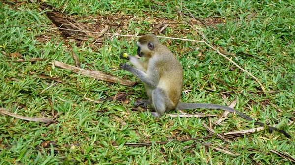 Kenya Ulusal Parkı Savana Vahşi Yaşam Maymun — Stok fotoğraf