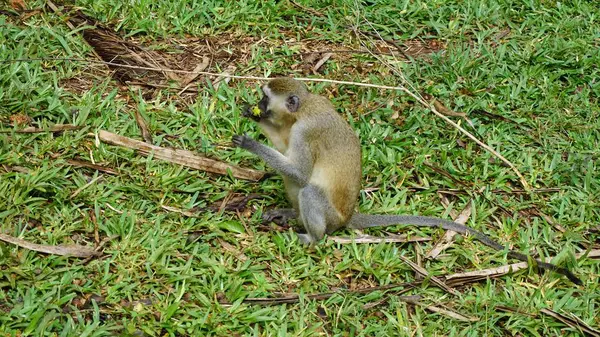 Mono Salvaje Sabana Del Parque Nacional Kenia —  Fotos de Stock