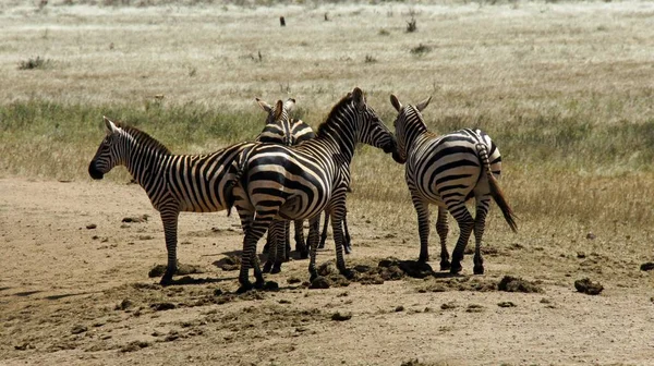 Wild Lebende Zebras Der Savanne Des Nationalparks Kenia — Stockfoto