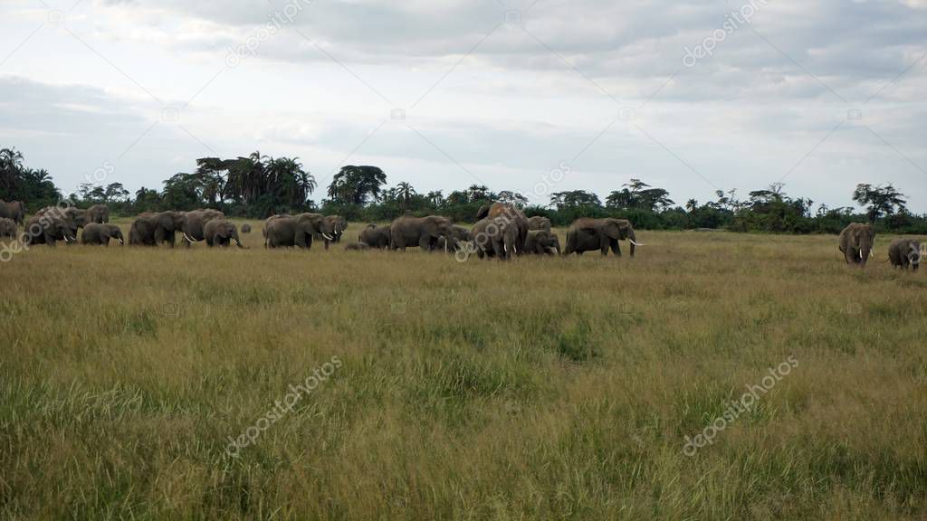 wild living elephants in a kenyan national park
