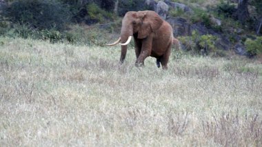 Kenya Ulusal park vahşi yaşam filler