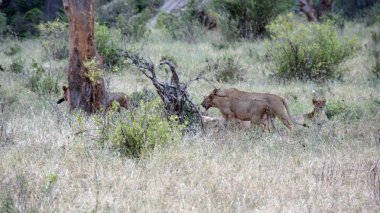 Kenya Ulusal Parkı savana vahşi yaşam aslan