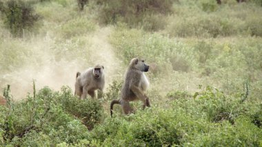 Kenya Ulusal Parkı savana vahşi yaşam maymun