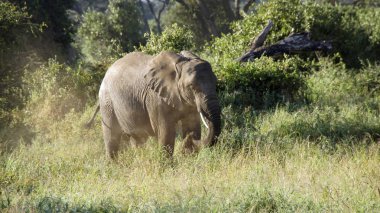 Kenya Ulusal park vahşi yaşam filler