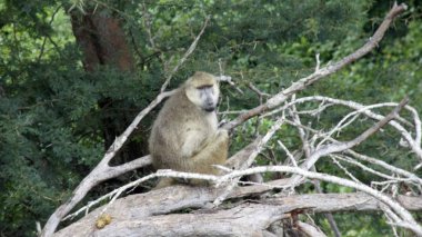 Kenya Ulusal Parkı savana vahşi yaşam maymun