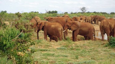 Kenya Ulusal park vahşi yaşam filler