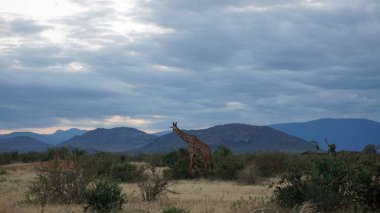 vahşi yaşam zürafa keya milli parkında