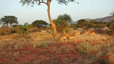 Kenya Ulusal Parkı savana vahşi yaşam Impala