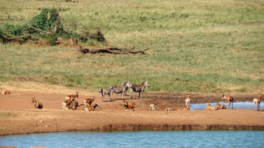 Kenya Ulusal Parkı savana vahşi yaşam Impala