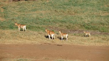 Kenya Ulusal Parkı savana vahşi yaşam Impala