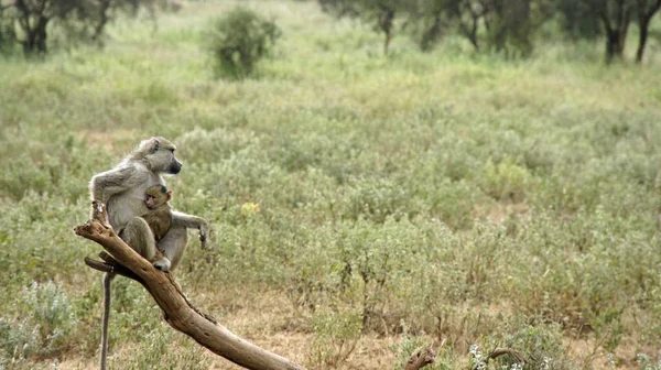 Babuíno Vivo Selvagem Savana Parque Nacional Quênia — Fotografia de Stock