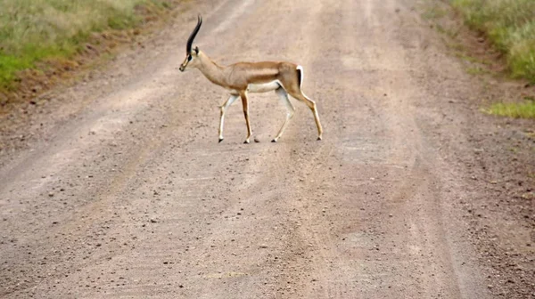 Gazelle Vivante Sauvage Dans Savane Kenya — Photo