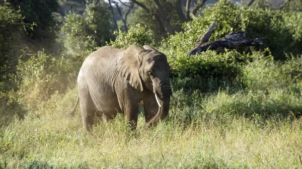 Kenya Ulusal park vahşi yaşam filler