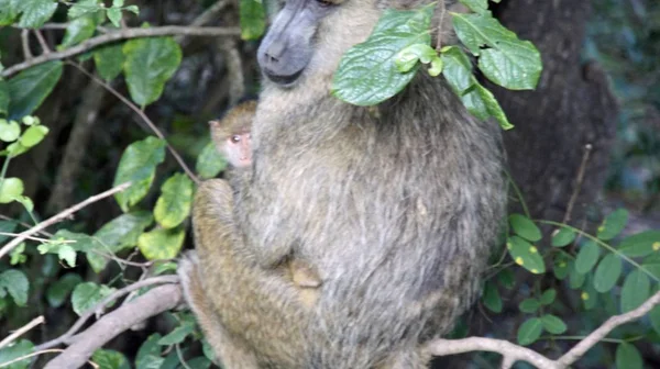 Dziki Życia Pawiana Savanna Kenijski Park Narodowy — Zdjęcie stockowe