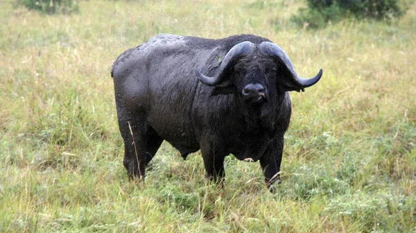 Wild Living Buffalo Kenyan Savanna — Stock Photo, Image