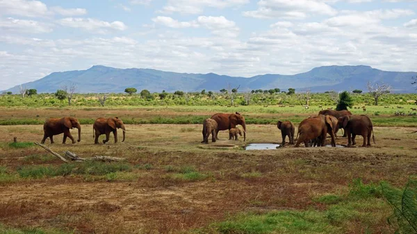 Wilde Lebende Elefanten Einem Kenianischen Nationalpark — Stockfoto