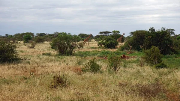 Wild Uppehälle Giraff Nationalpark Keya — Stockfoto